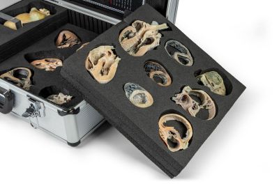 Canine Echocardiography Kit