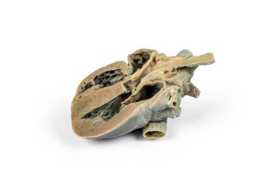 Canine Echocardiography Kit