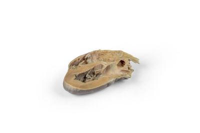 Canine Echocardiography Kit