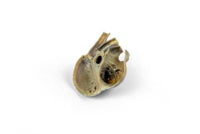 Canine Echocardiography Kit