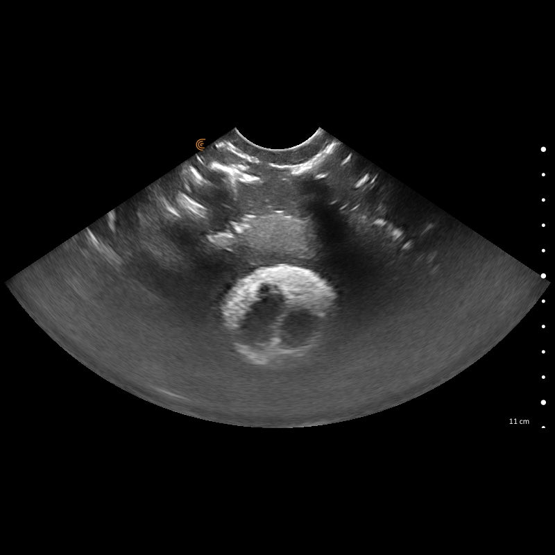 'Lillie' Canine Ultrasound Phantom Training Kit