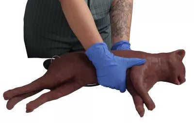 Feline CPR Manikin "CaPpeR"