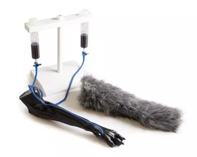 IV. Injection Leg Canine