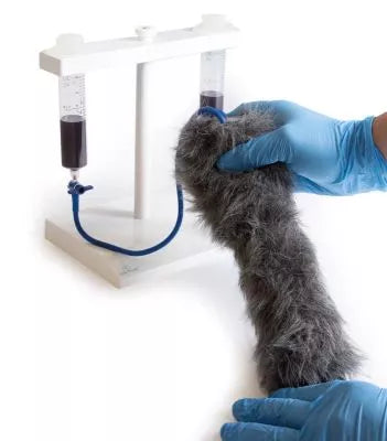 IV. Injection Leg Canine
