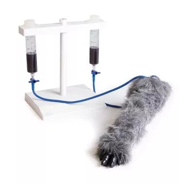IV. Injection Leg Canine