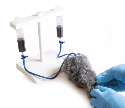 IV. Injection Leg Canine