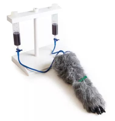 IV. Injection Leg Canine
