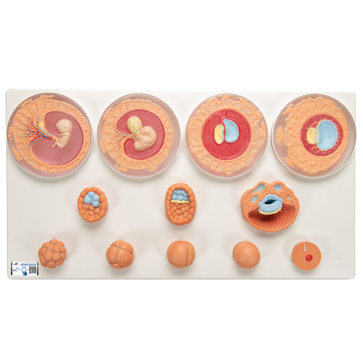 Embryonic Development Model in 12 Stages