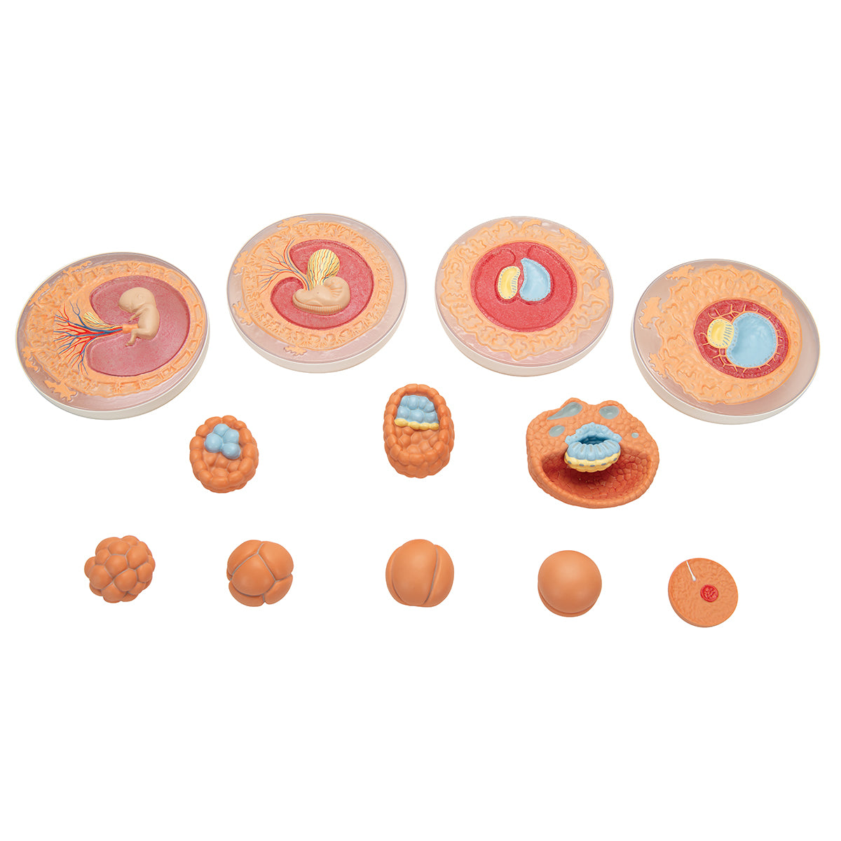 Embryonic Development Model in 12 Stages