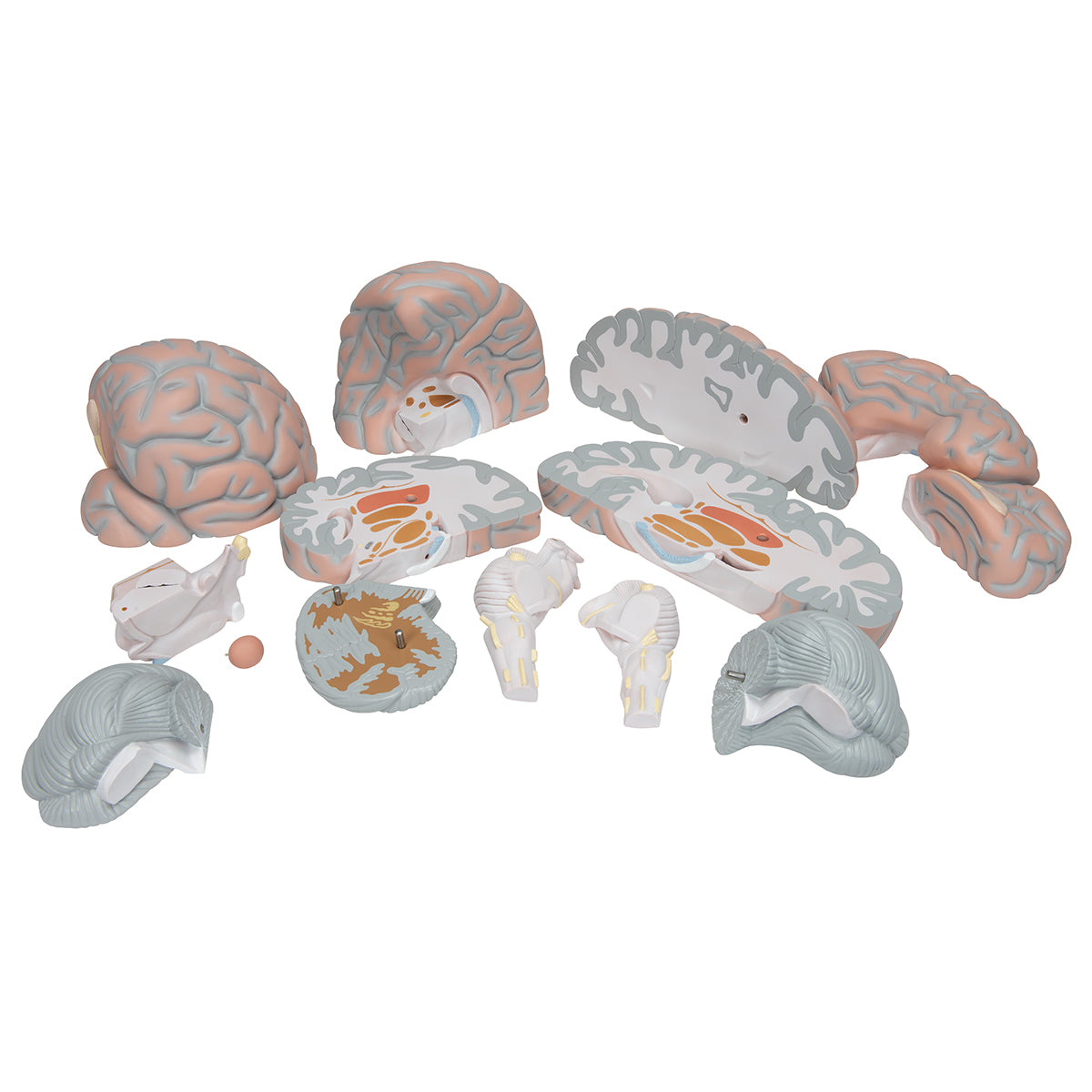 Giant Human Brain Model, 2.5 times Full-Size, 14 part