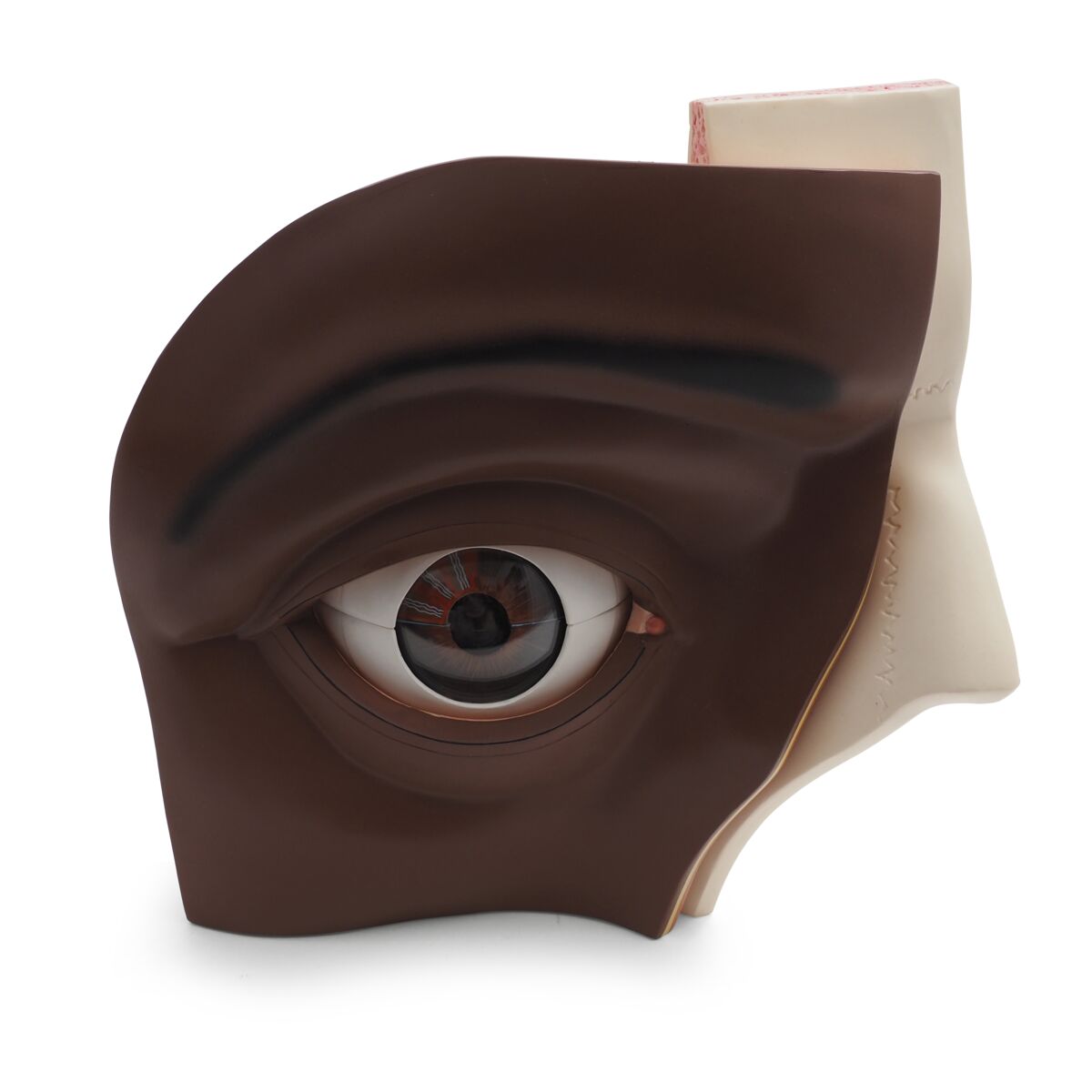 Human Eye Model, 5 times Full-Size, 12 part, dark skin
