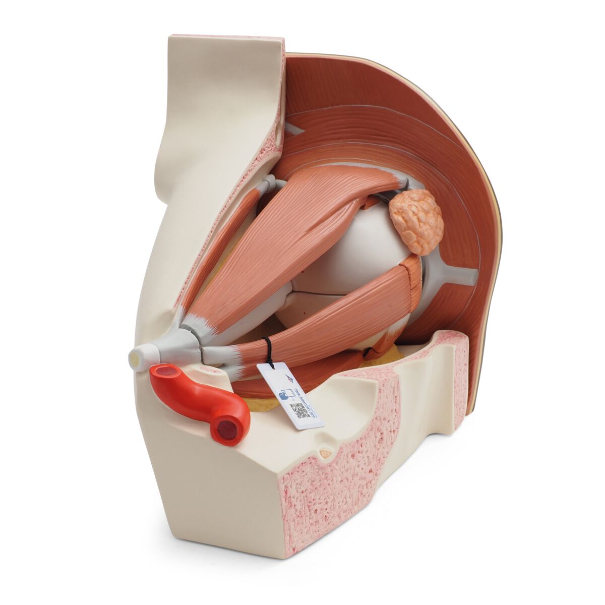Human Eye Model, 5 times Full-Size, 12 part, dark skin