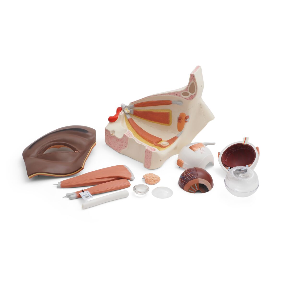 Human Eye Model, 5 times Full-Size, 12 part, dark skin