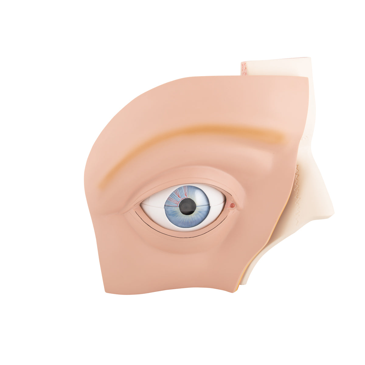 Human Eye Model, 5 times Full-Size, 12 part - 3B Scientific VJ500A, view 8