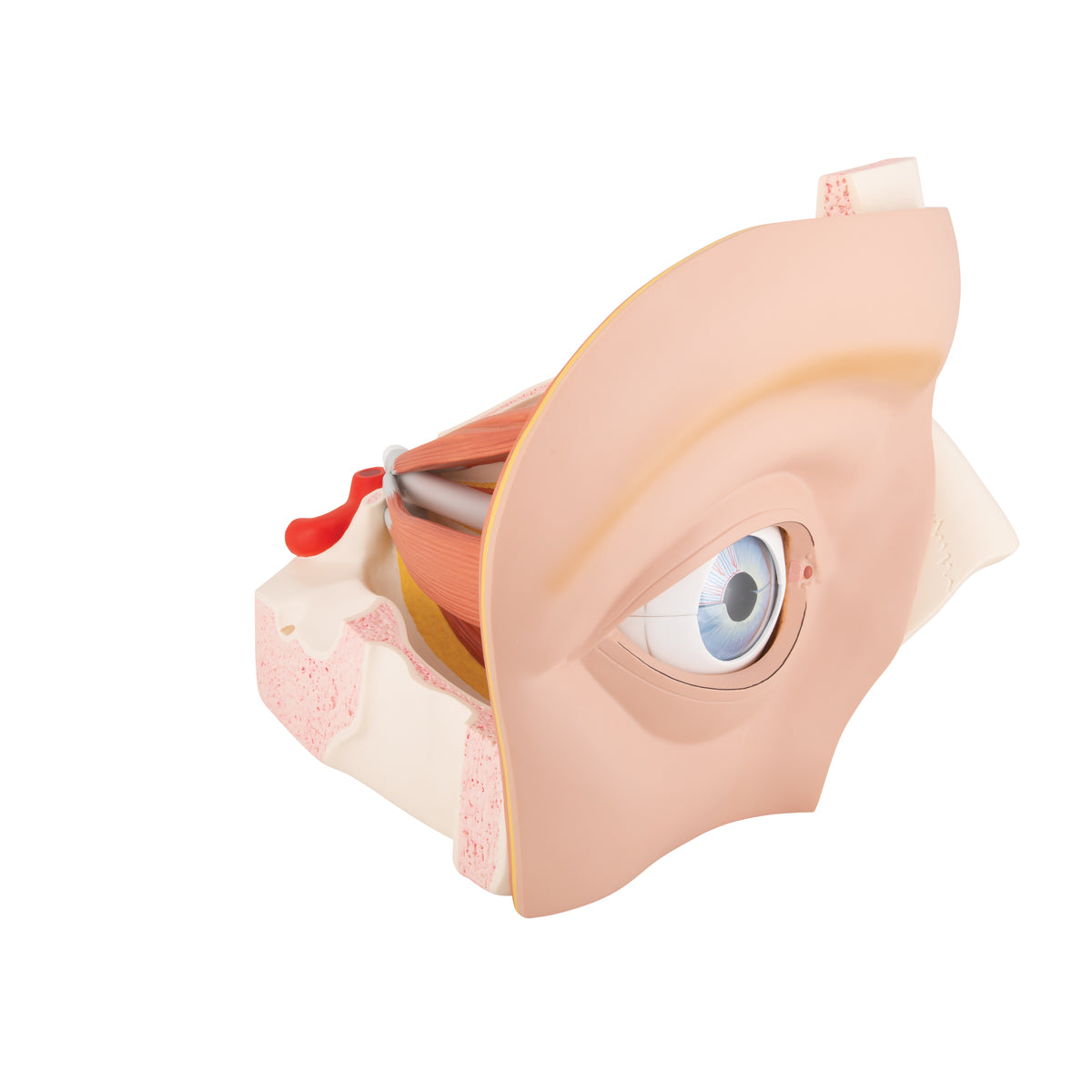 Human Eye Model, 5 times Full-Size, 12 part - 3B Scientific VJ500A, view 9