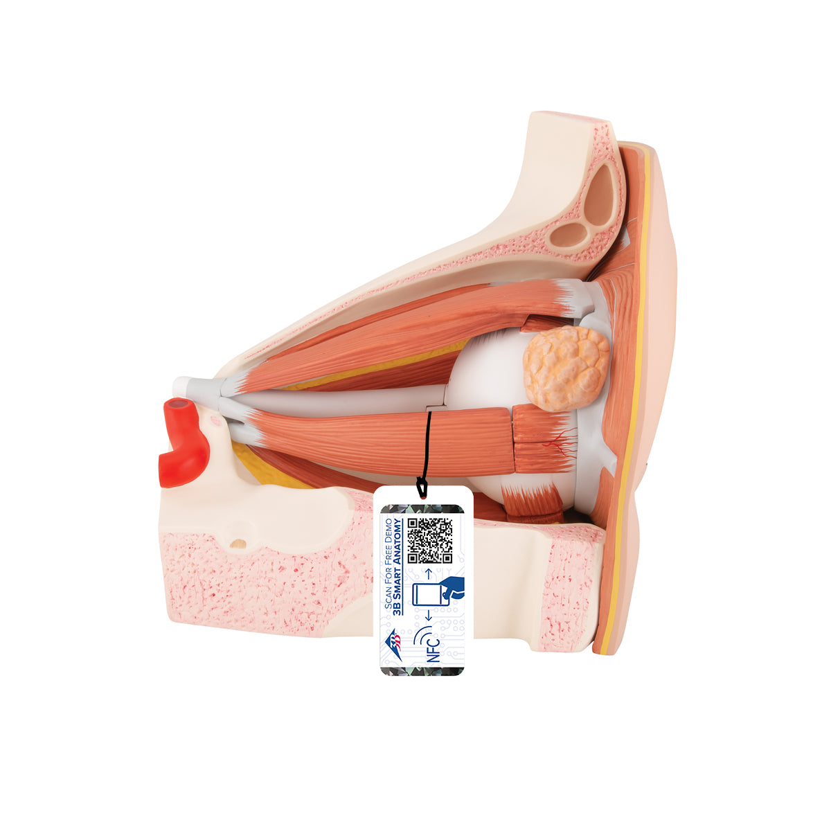 Human Eye Model, 5 times Full-Size, 12 part - 3B Scientific VJ500A, view 10