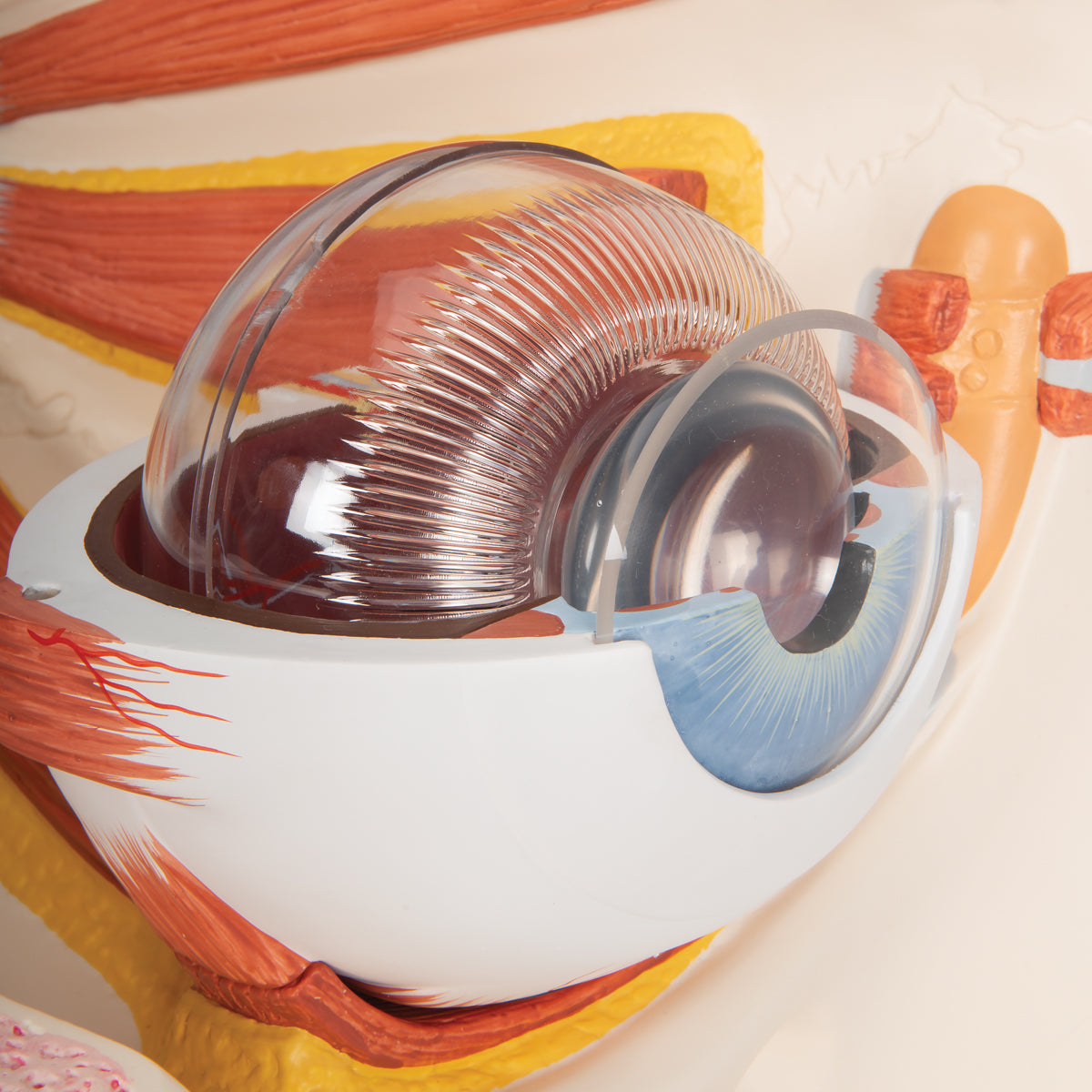 Human Eye Model, 5 times Full-Size, 12 part - 3B Scientific VJ500A, view 14