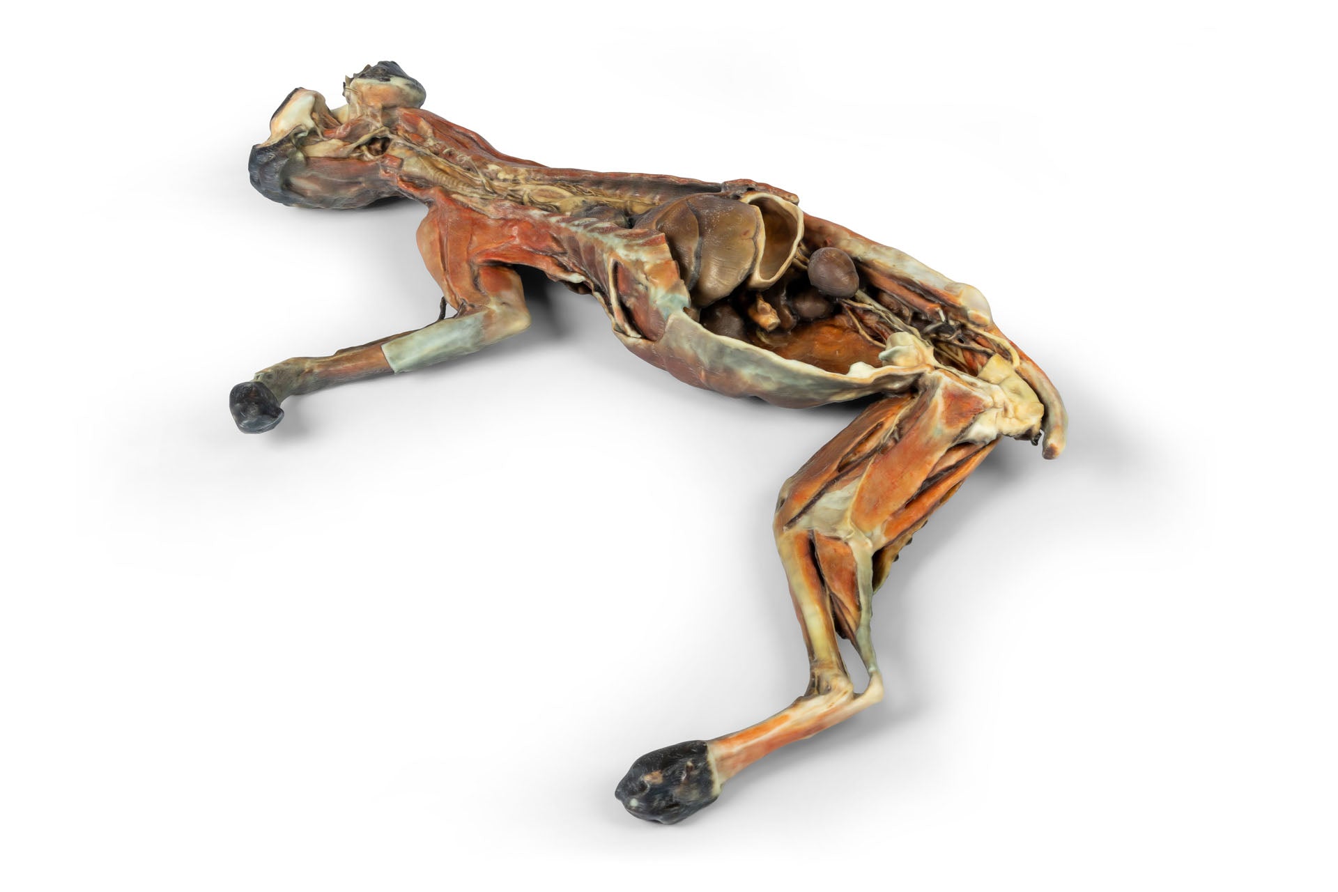 Cat Specimen (whole body) — Erler-Zimmer VP12000, view 2