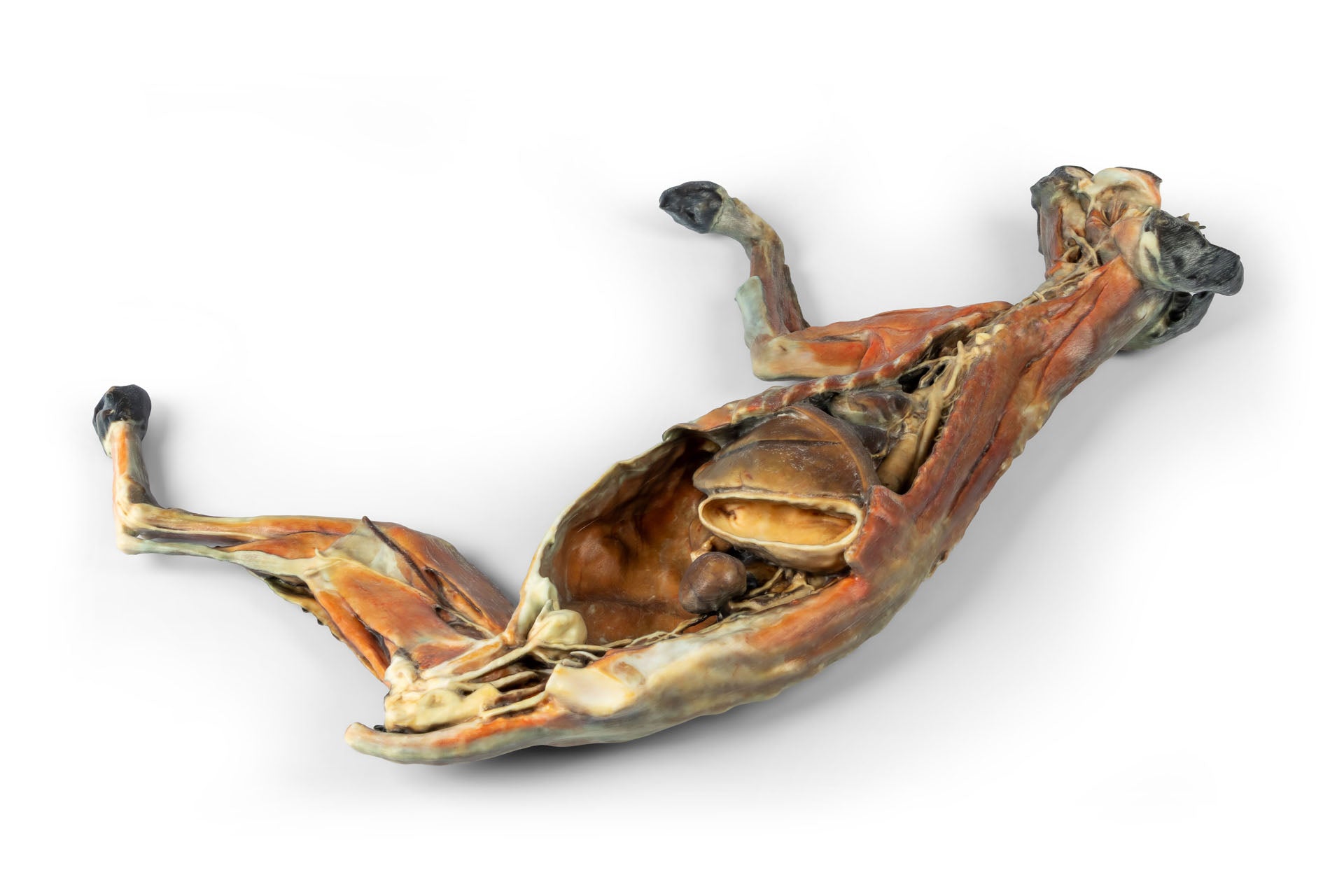 Cat Specimen (whole body) — Erler-Zimmer VP12000, view 3