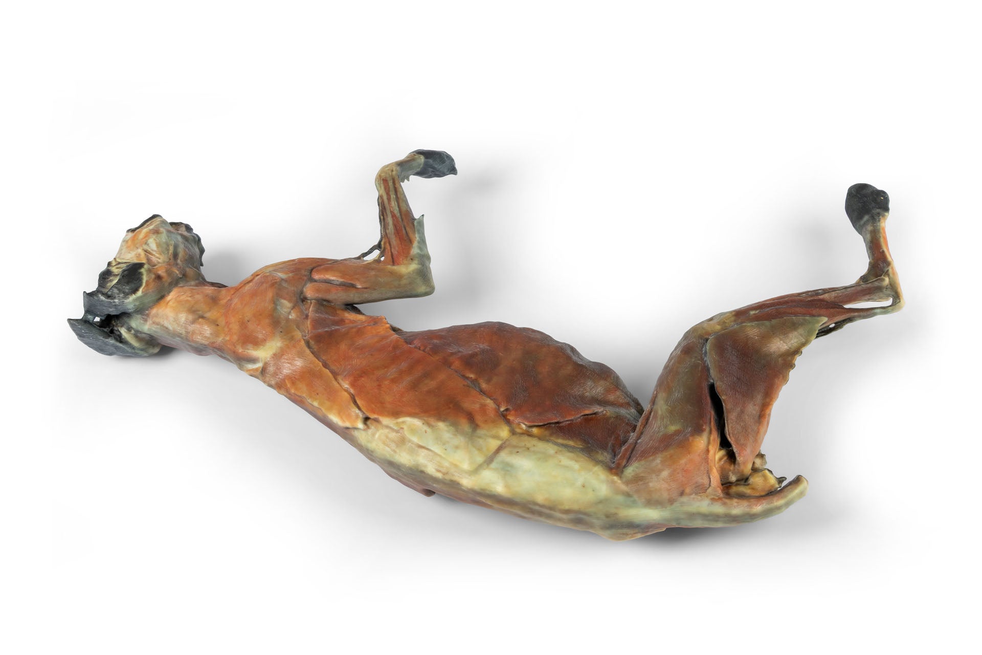 Cat Specimen (whole body) — Erler-Zimmer VP12000, view 4