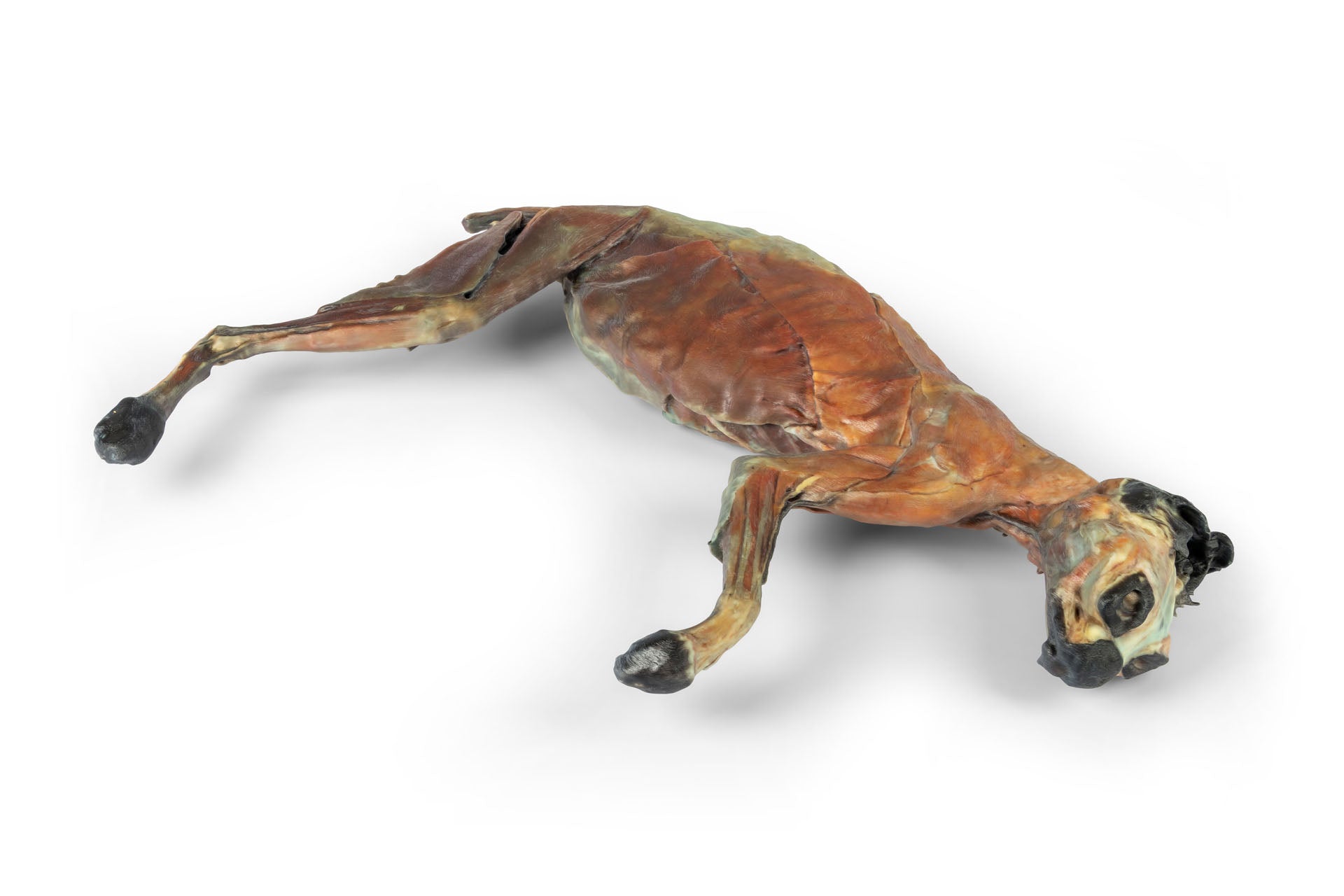 Cat Specimen (whole body) — Erler-Zimmer VP12000, view 5