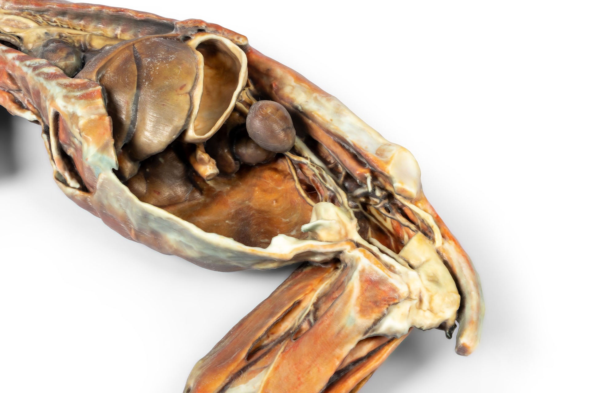 Cat Specimen (whole body) — Erler-Zimmer VP12000, view 7