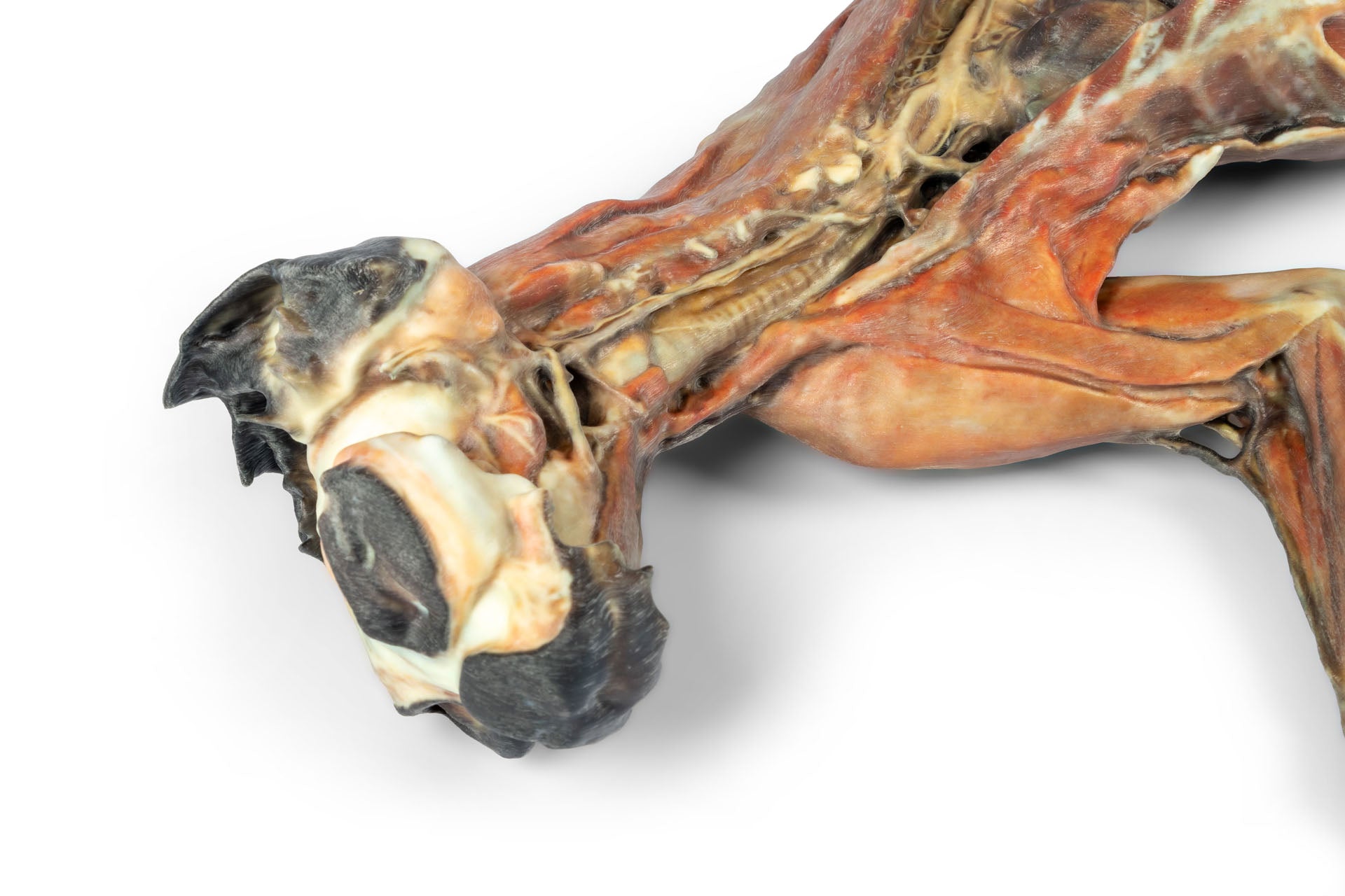 Cat Specimen (whole body) — Erler-Zimmer VP12000, view 8