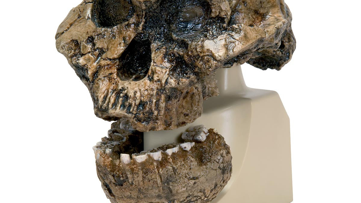 Replica Australopithecus Boisei Skull (KNM-ER 406 + Omo L7A-125)