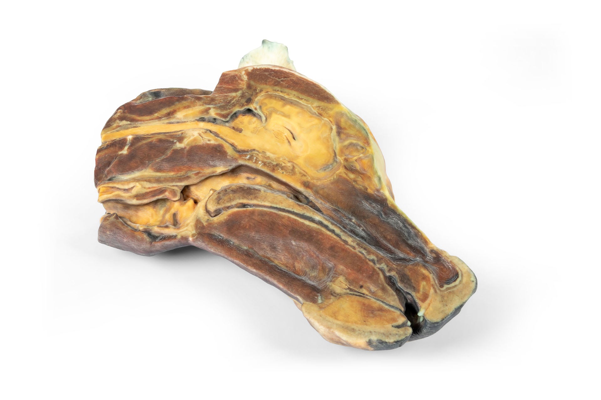 Canine Half Head Sagittal Section – Erler-Zimmer VP9020, view 4