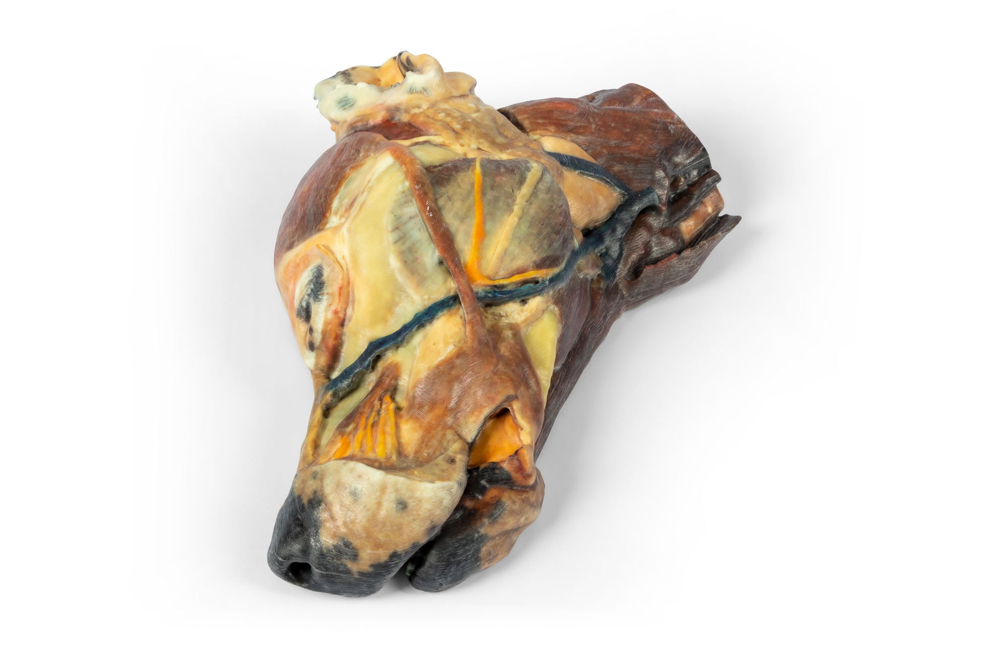 Canine Half Head Sagittal Section – Erler-Zimmer VP9020, view 6