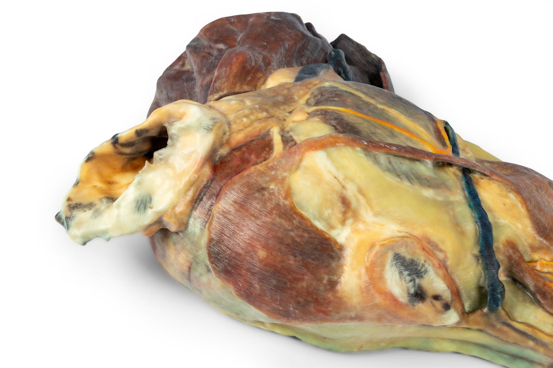 Canine Half Head Sagittal Section – Erler-Zimmer VP9020, view 8