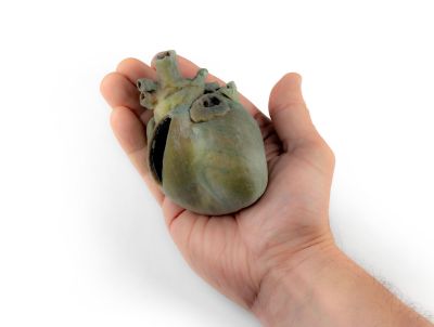Canine heart with dissection