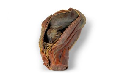 Canine Thoracic Cavity