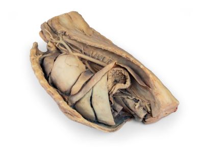 Canine thoracic cavity left side