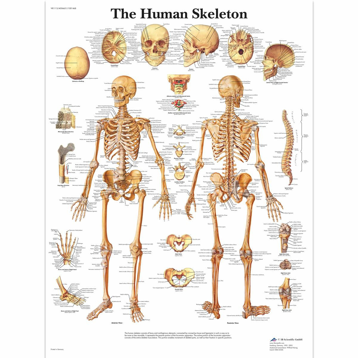 The Skeletal System chart