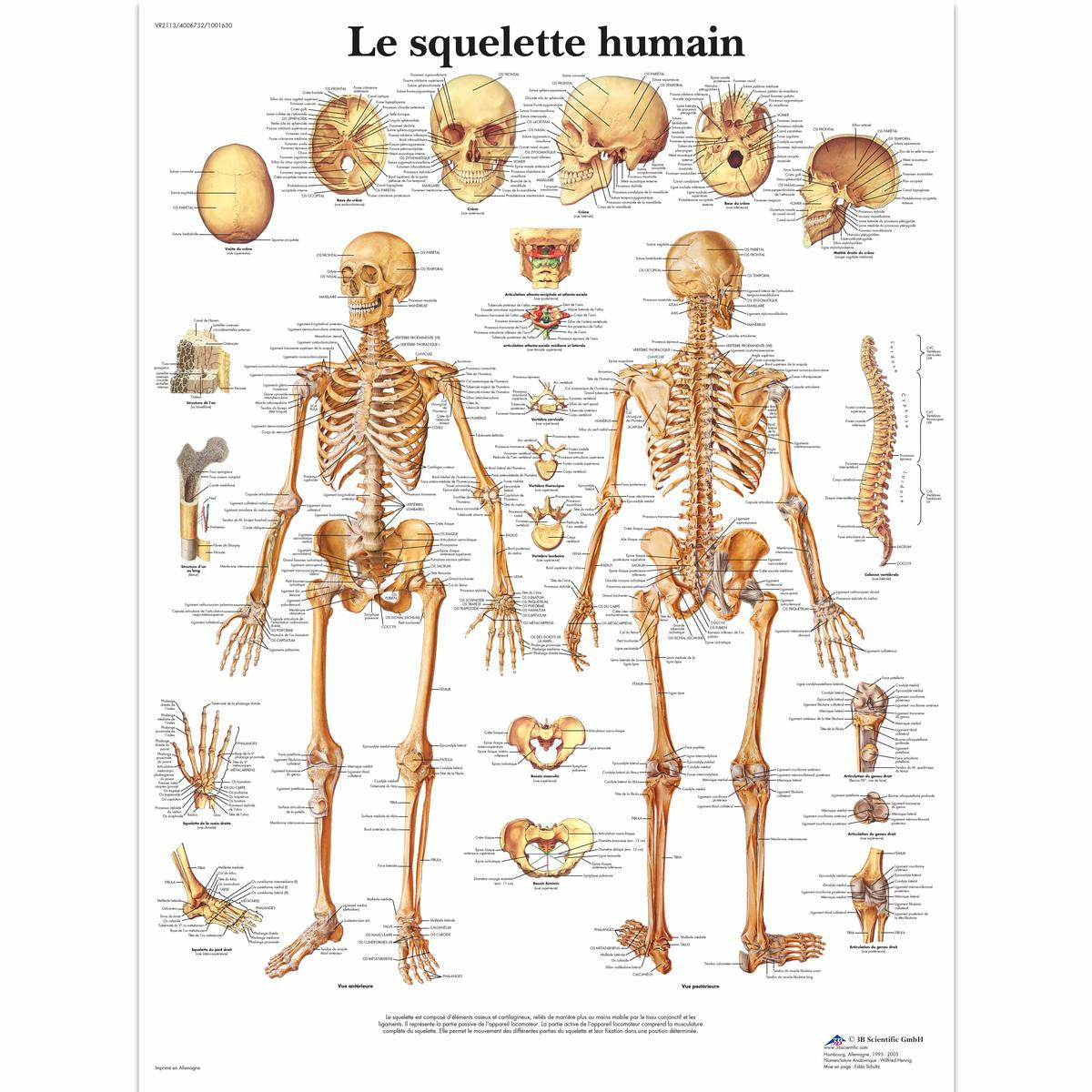 Le Squelette Humain chart