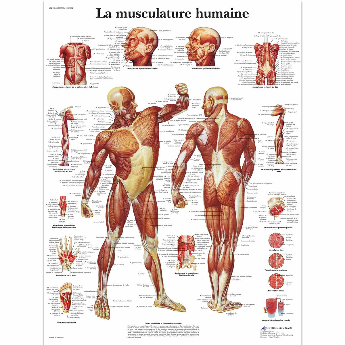 La Musculature humaine | Poster, laminated | 20" x 26"