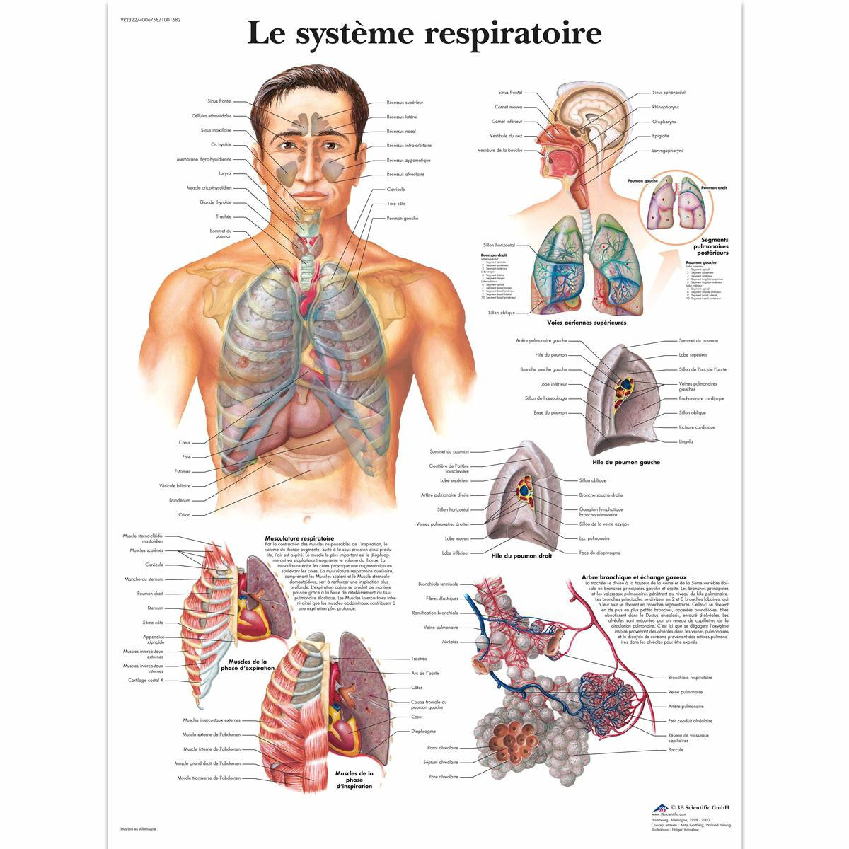 Le systeme respiratoire chart