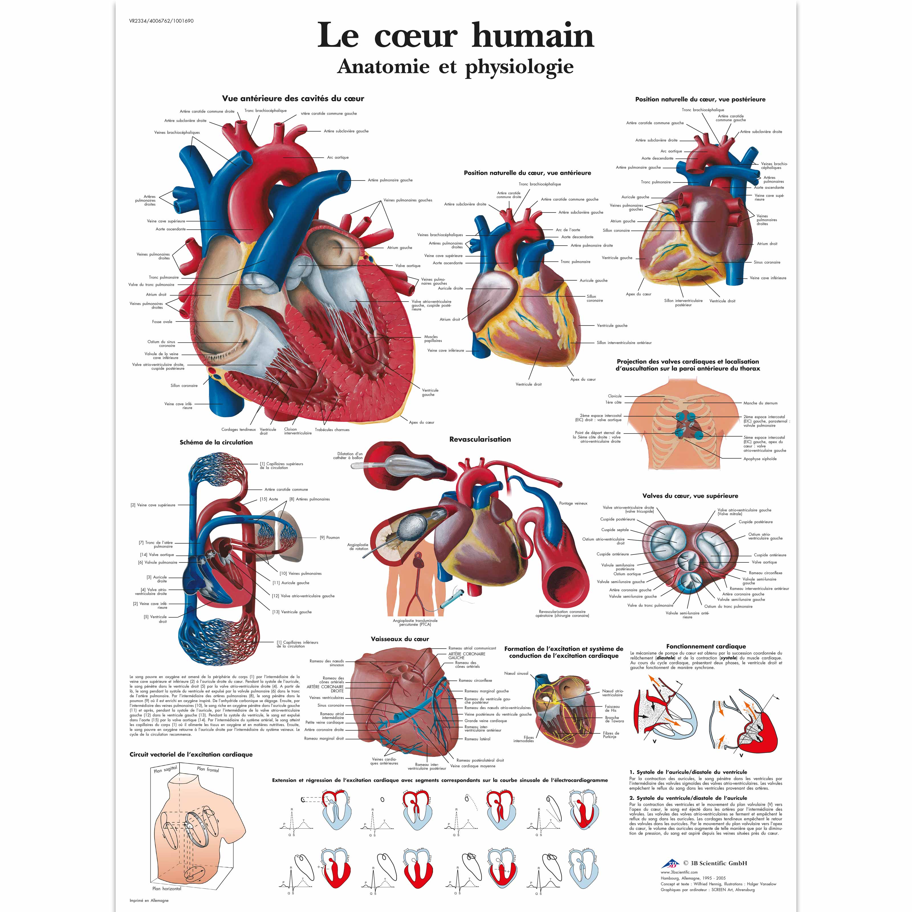 Le cœur humain, Anatomie et physiologie, laminated