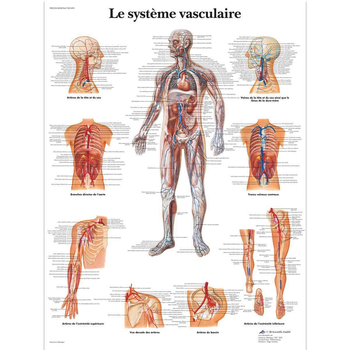 Le Systeme Vasculaire
