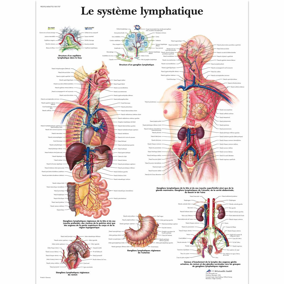 Le Systeme Lymphatique chart