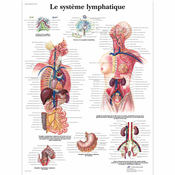 Le système vasculaire, laminated