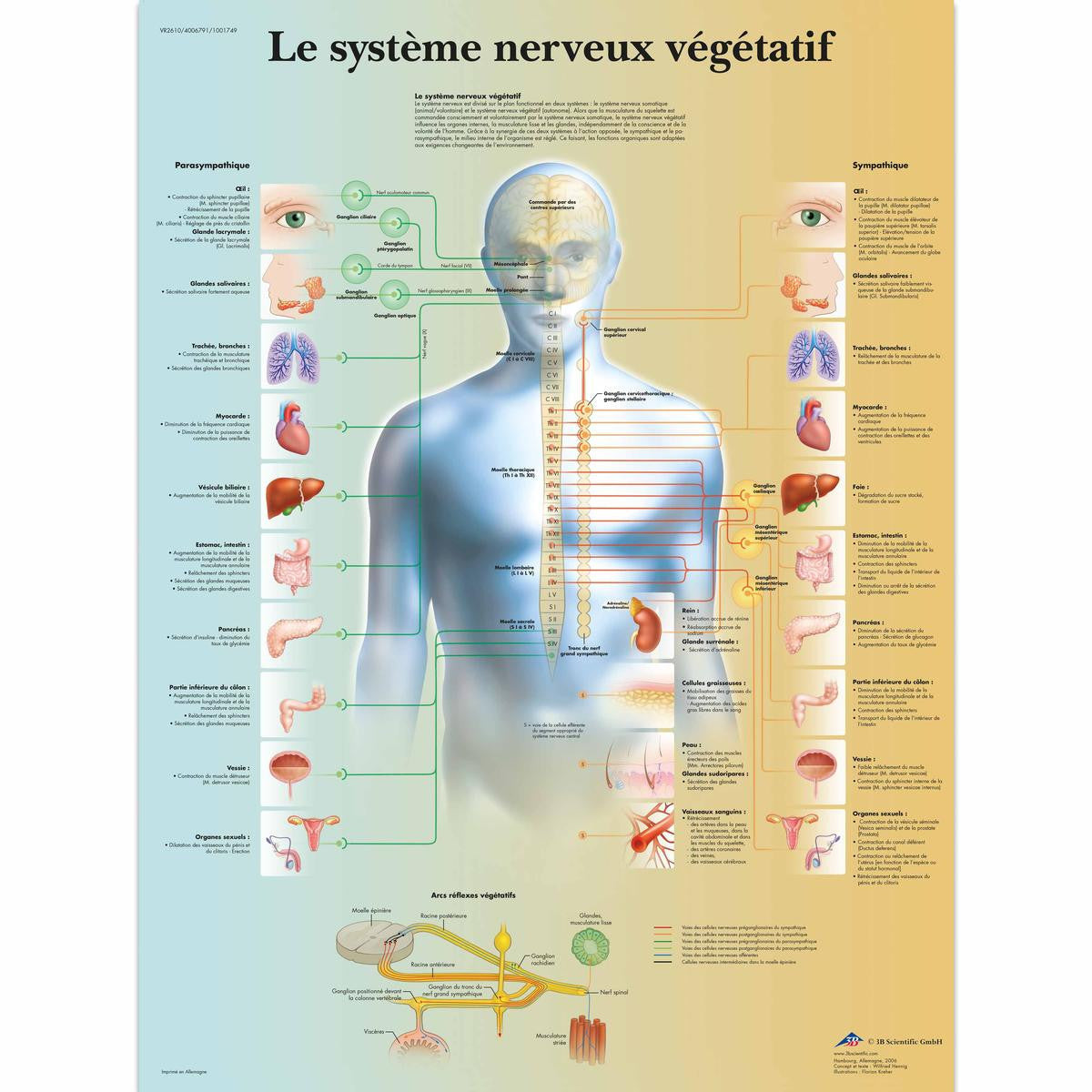 Le Systeme Neurovegetatif chart