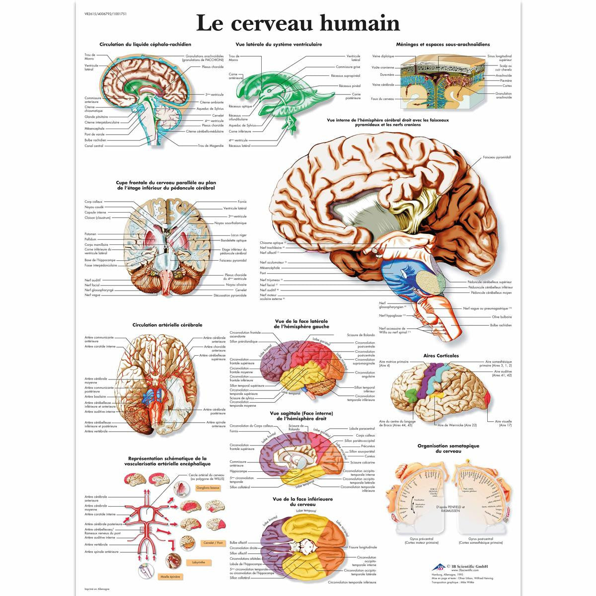 Le Cerveau humain chart