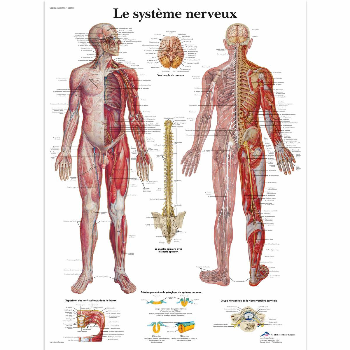 Systeme Nerveux chart