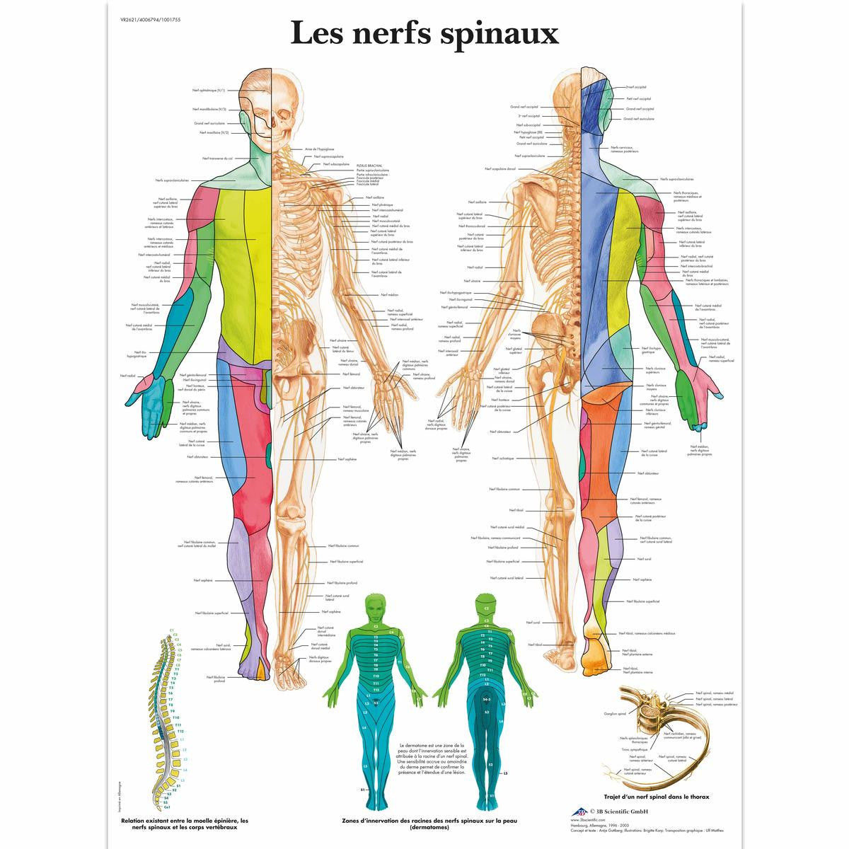 Les Nerfs Spinaux chart