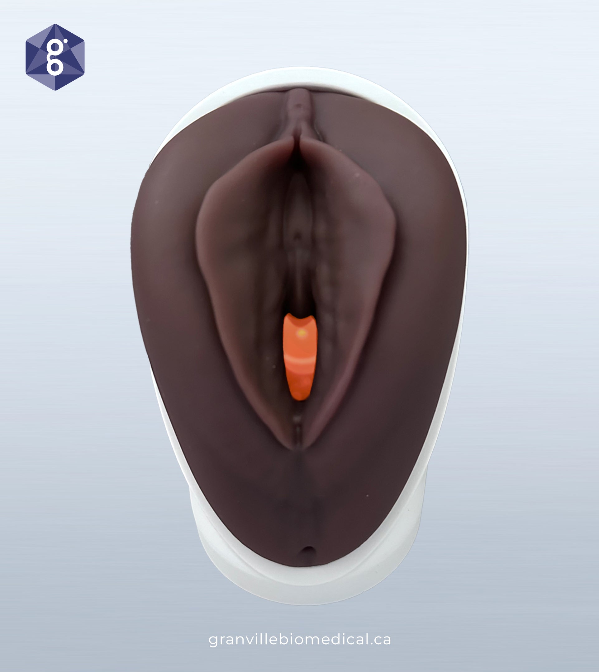 Venus pelvic health model in dark skin tone, front view
