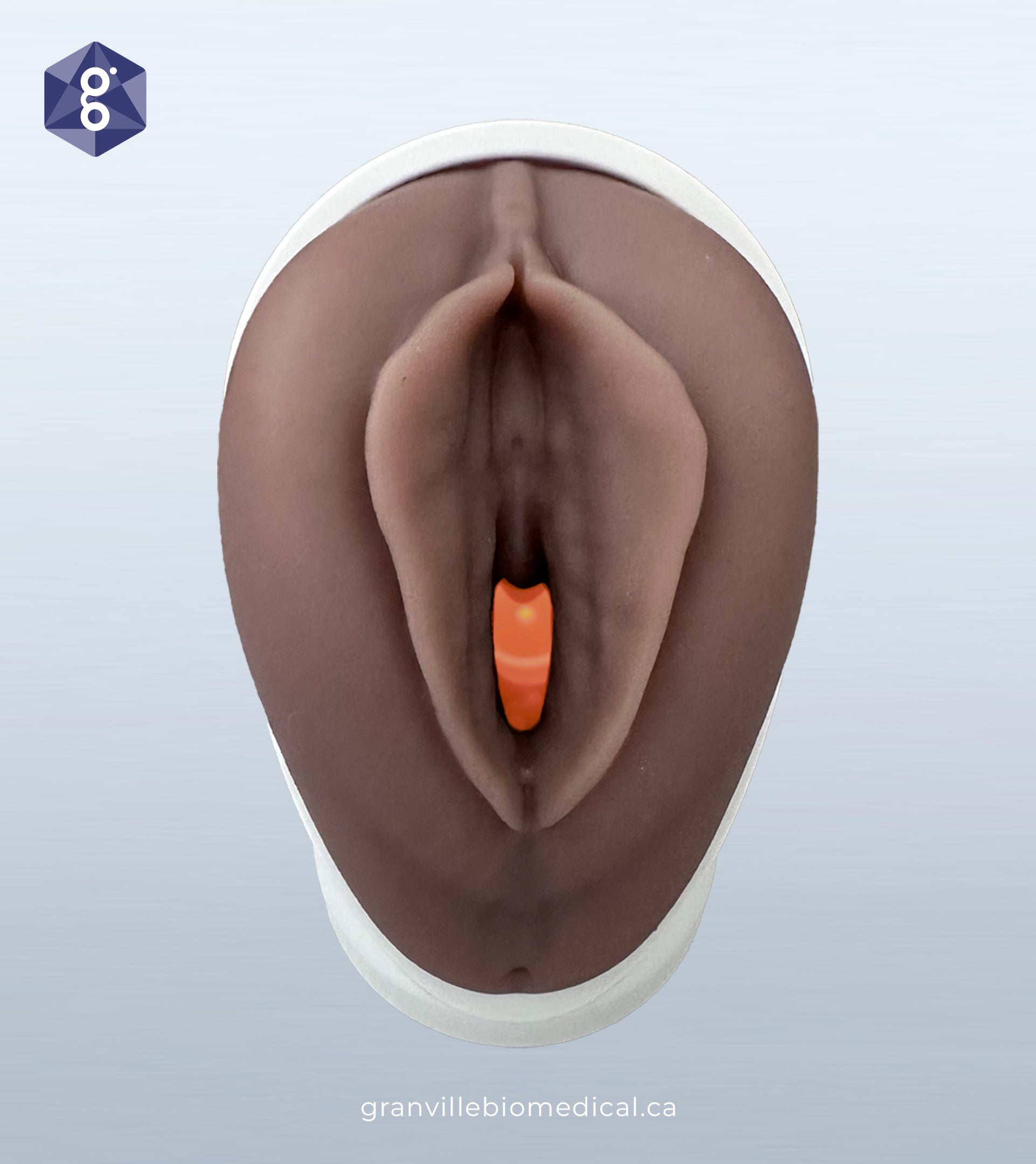 Venus pelvic health model in medium skin tone, front view