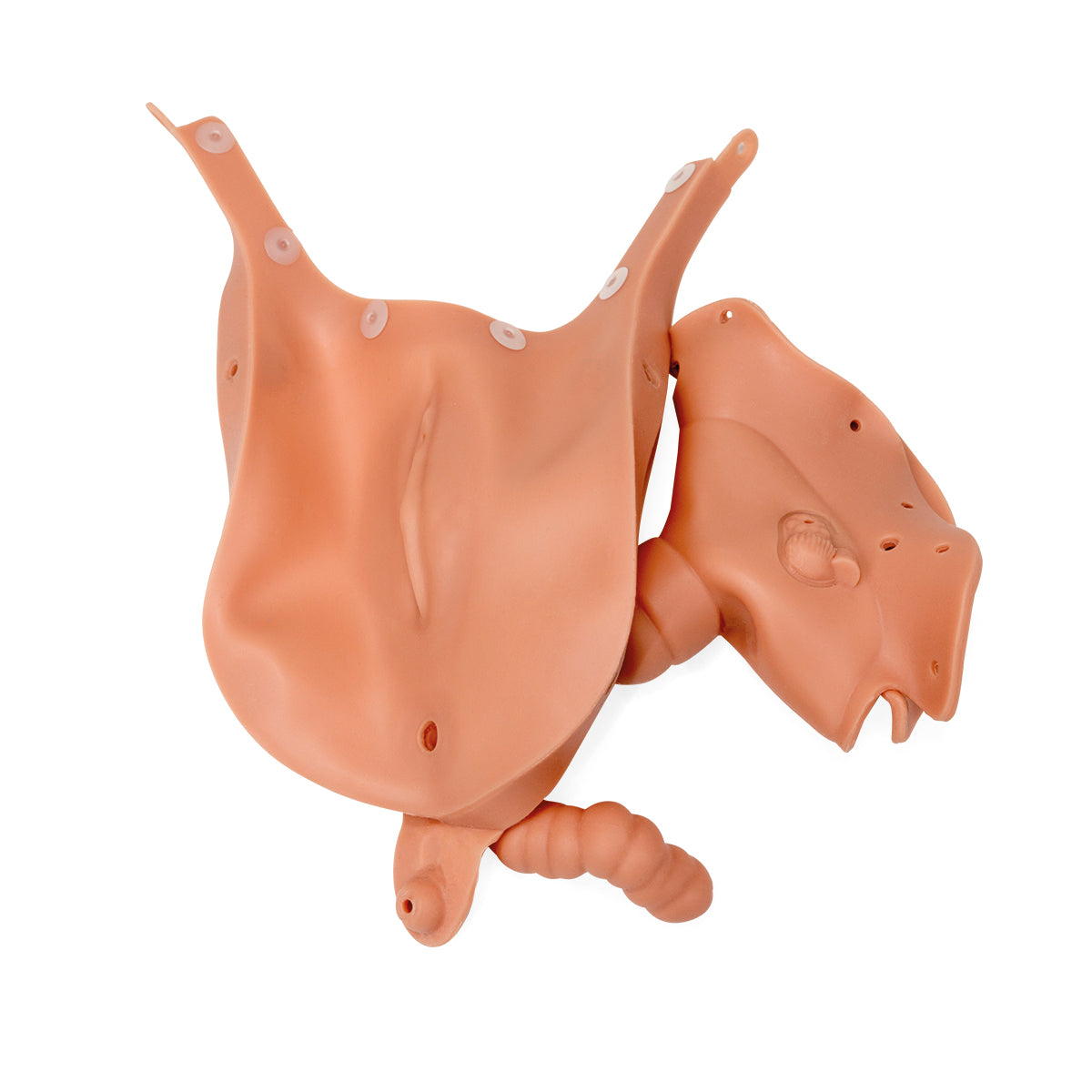 Vagina Insert