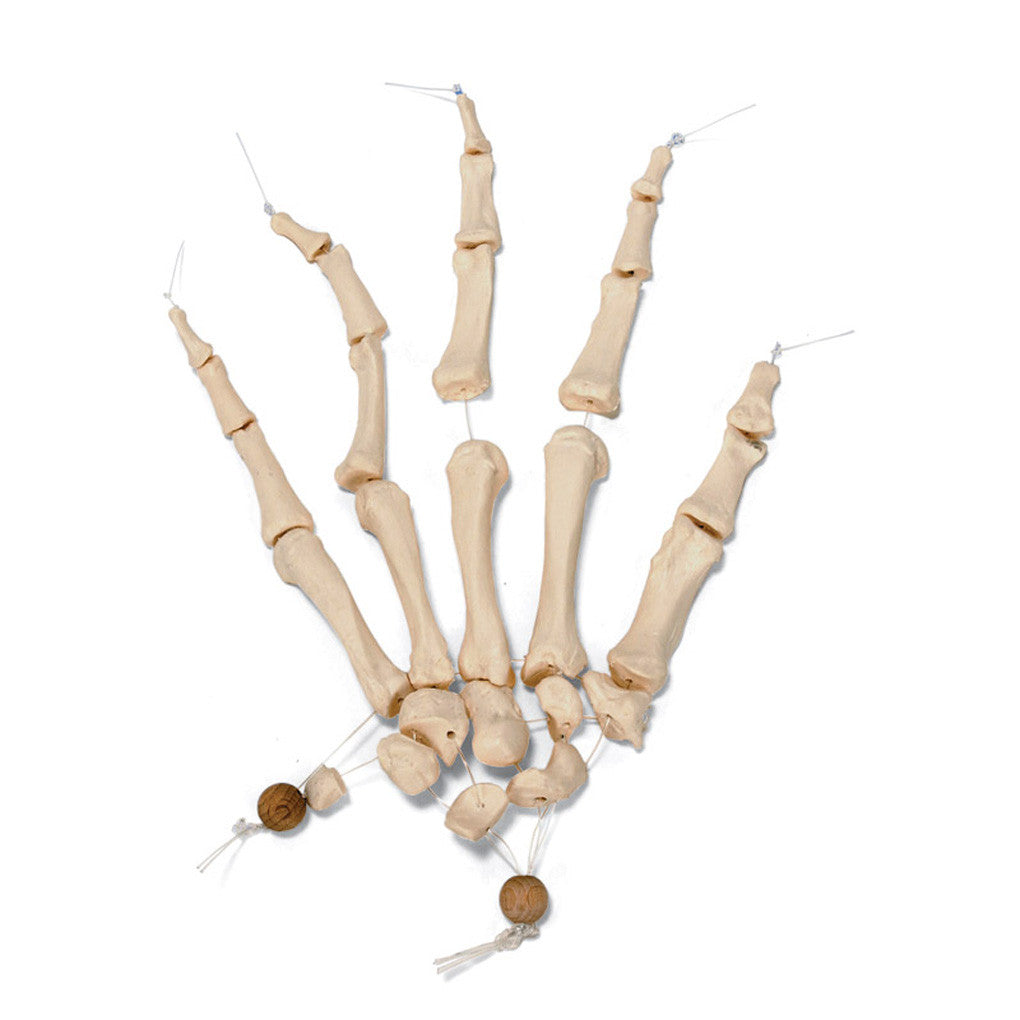 Hand Skeleton - loosely articulated on nylon - 3B A40/2